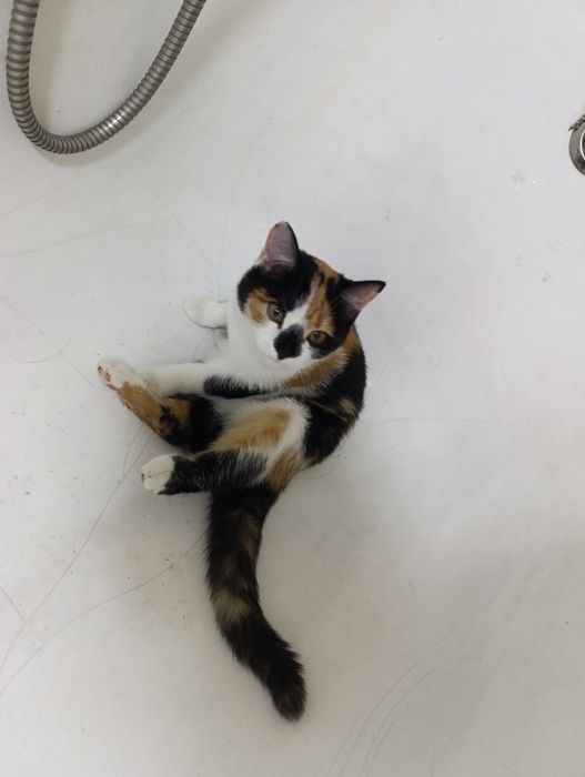 Отдам кошечку трехцветную