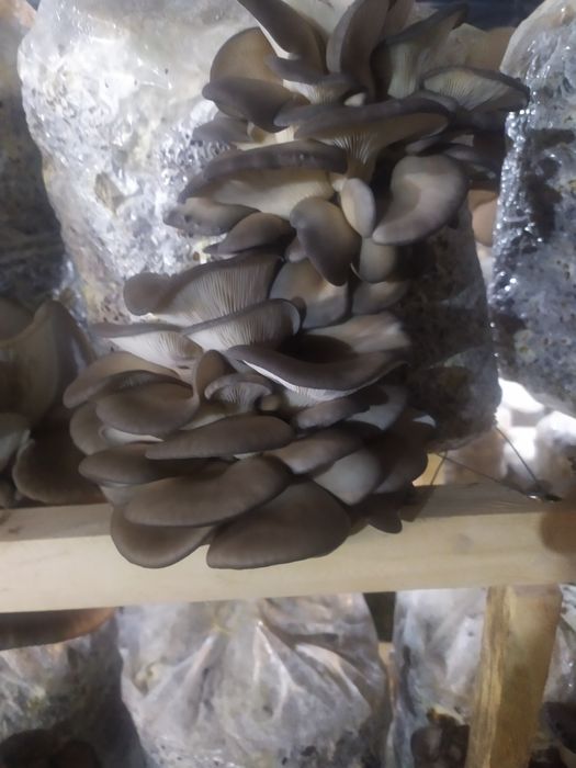 Семена Грибов Вешенки.