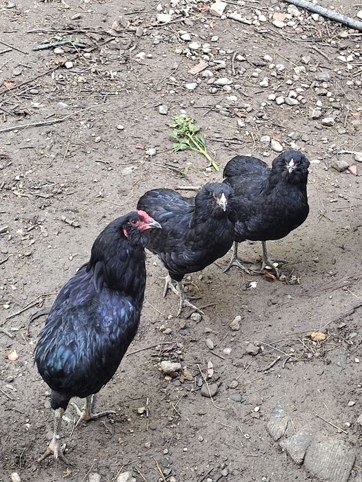 Vand 1 cocos Sussex HD,1 Araucana negruși Rățoi alergătoare indiana potârnichii salbatic