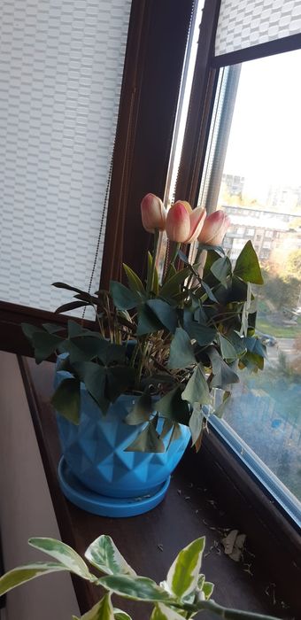 Цветы. Цветы домашние