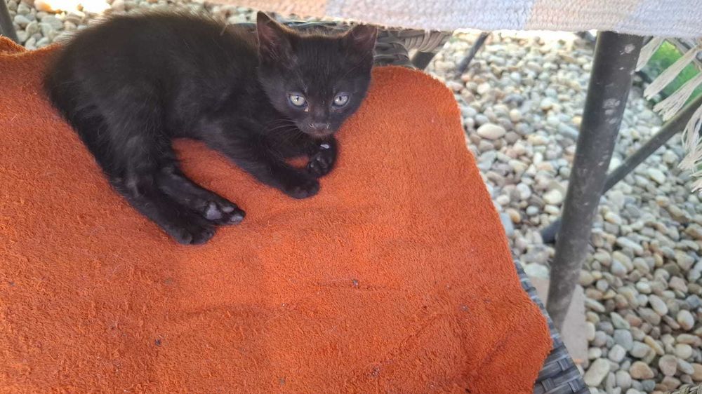Pisici spre adoptie