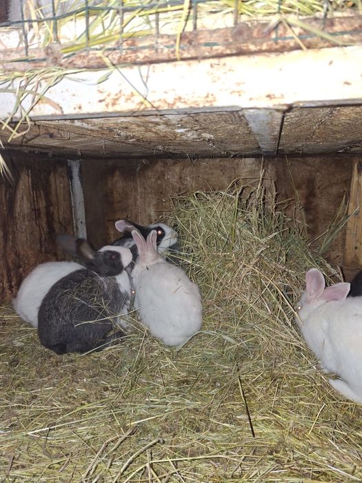 Iepurasi hycole francez