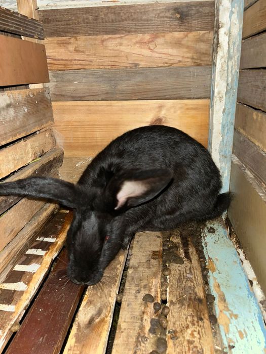 Продам молодую кролиху