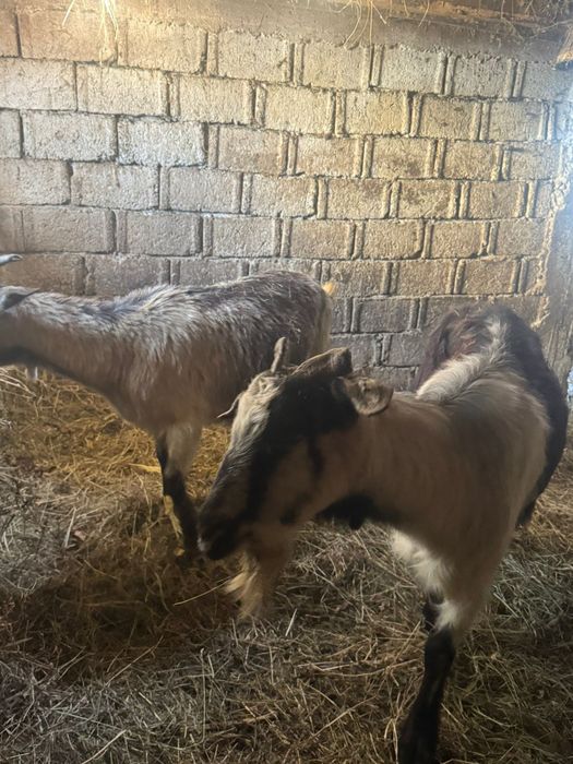 Capre de vânzare de rasa