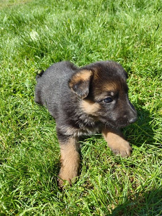 Ciobanesc German