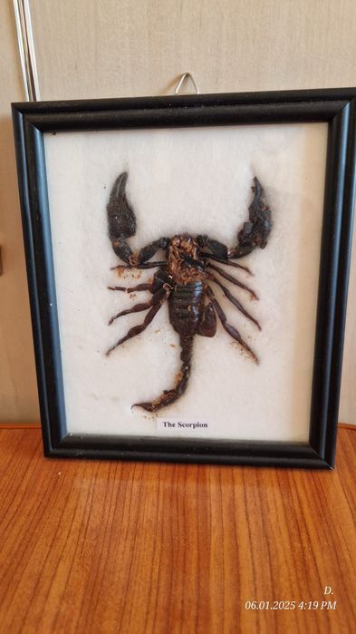 Scorpion natural