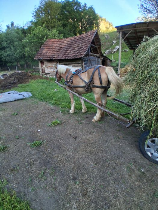 iapă de vânzare.