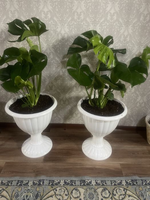 Аглоанемы ,Зеленыи доллор,Монстеры