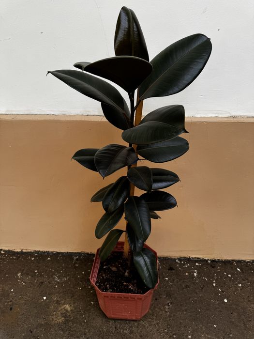 Фикус Black Prince (Чёрный принц)
