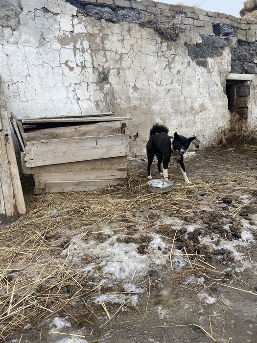 Продам двух лайек