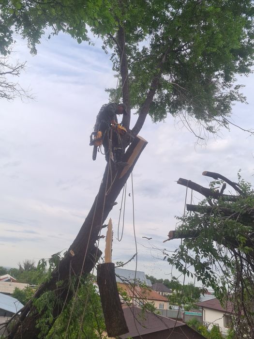 Спил деревьев обрезка плодовых