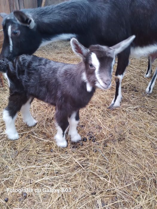 Alpina elvețiană Tuggenburg