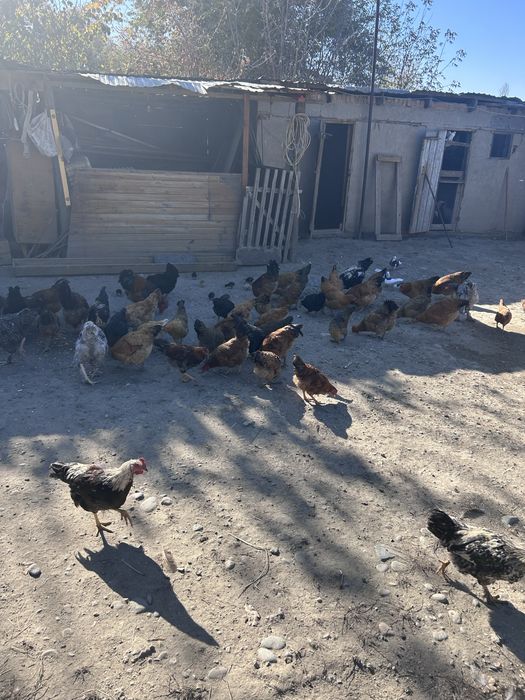 Петушки на продажу
