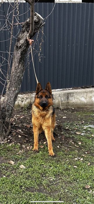 Продам немецкую овчарку