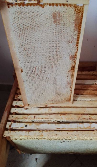 Vind faguri de miere poliflora 2024