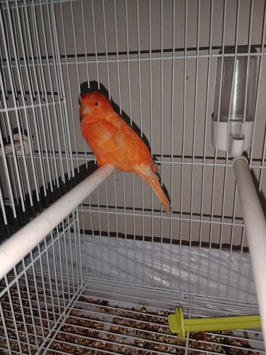 Кенар турецкий крупный