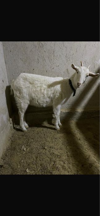 Занен Шыбыш Сатылады