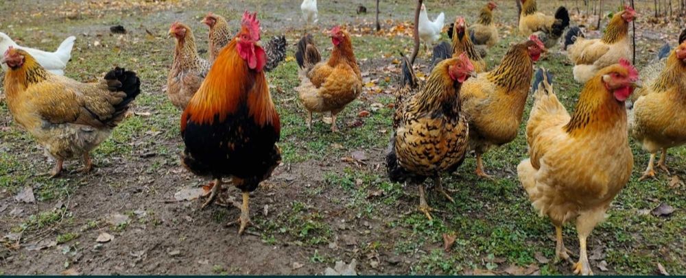 Продаются куры несушки