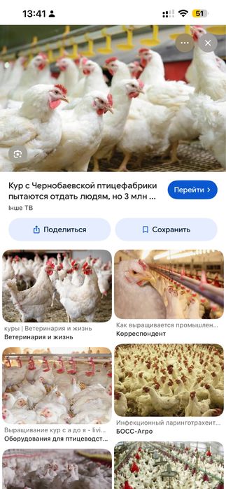 Белые куры,  в хорошем состоянии