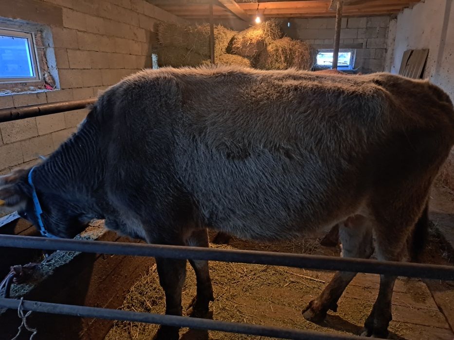 Коровы стельные.