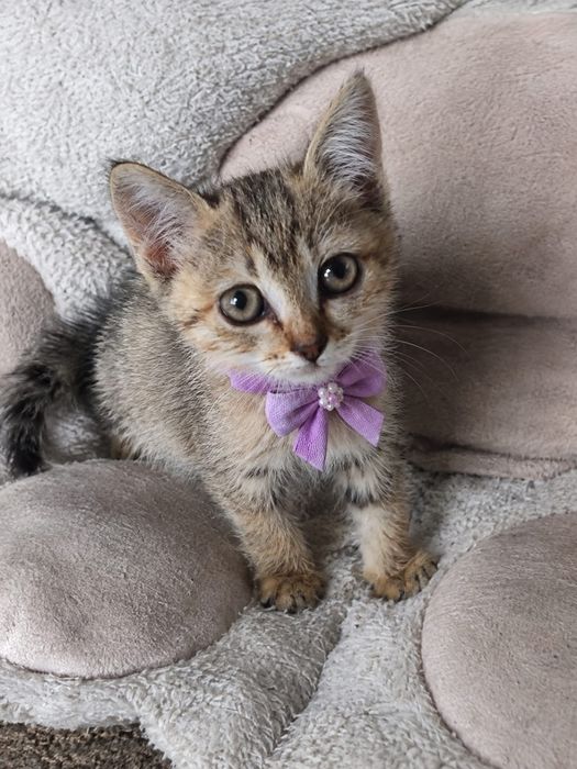 Отдам красивого котенка.