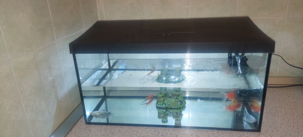 Vând acvariu cu pesti