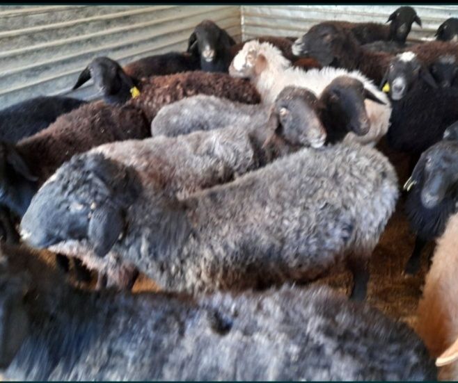 Кои токты бар багылган