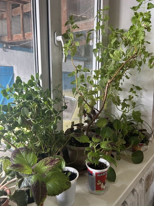 Комнатные растения