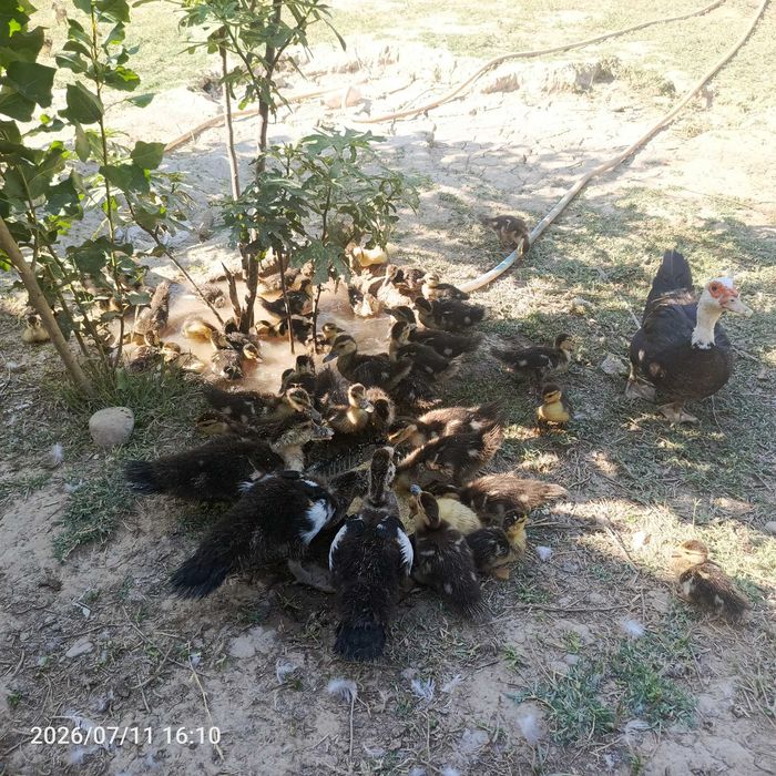 Индаутка болалари сотилади