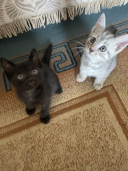 Отдам котят 2 мальчика