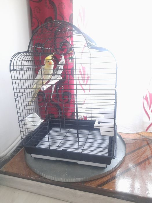 Nimfe pereche pui plus cusca noua mare