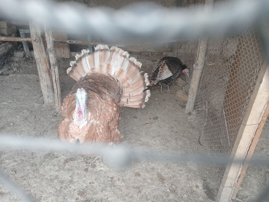 Erkak kurka  индюк