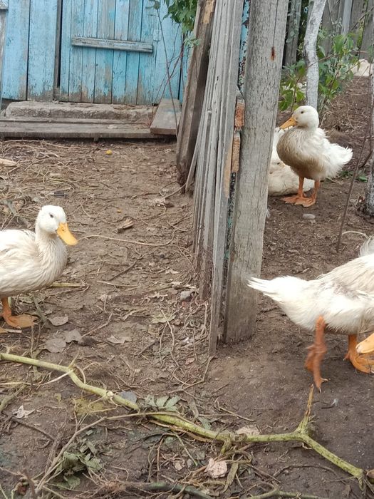 Продам домашние утки