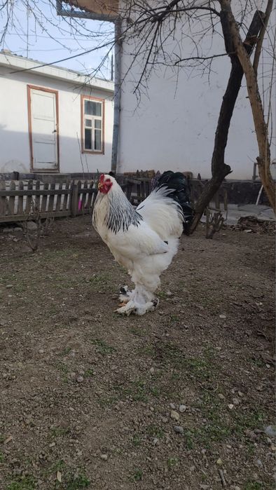 Brama tuxumlari sotiladi, sifati a’lo, manzil Bekobod shaxri