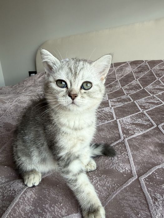 Продается котята скоттиш шотландский !