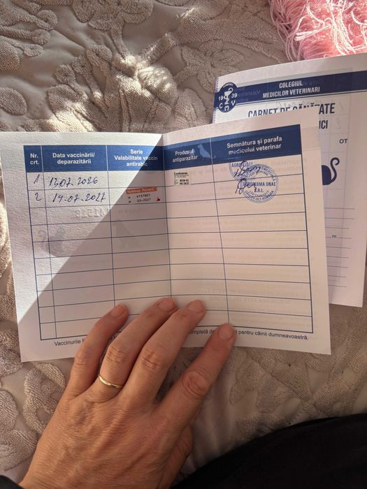 Pui Shih Tzu talie mică (baieteti)– Își caută familii iubitoare și responsabile