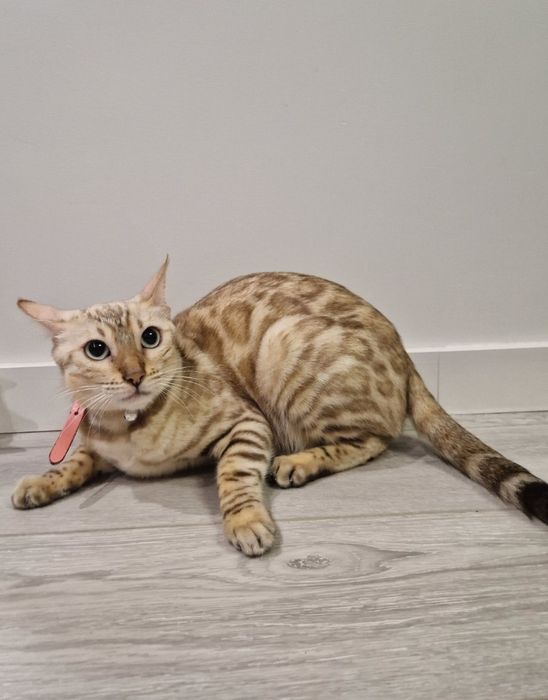 Продам Бенгальскую кошку