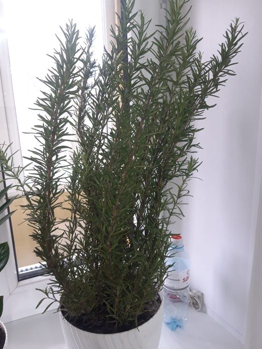 Розмарин  растение