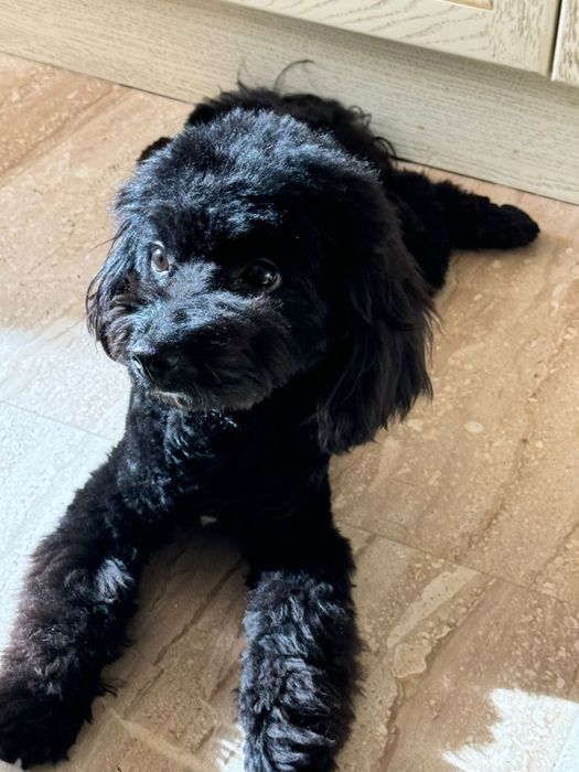 Мальтипу Мальчик ВЯЗКА.