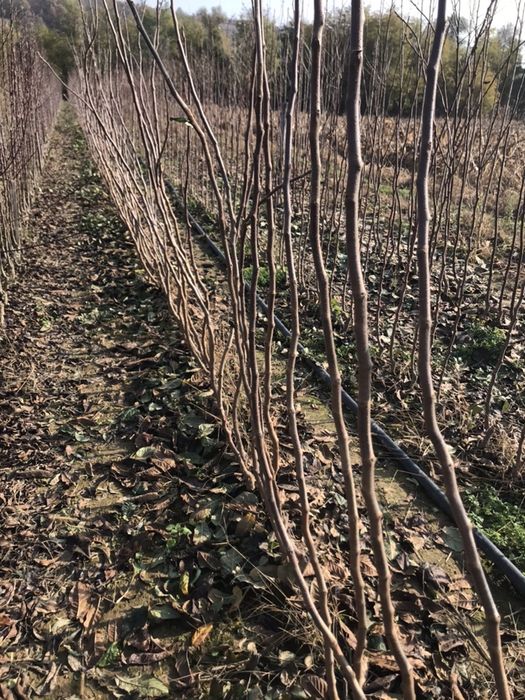 Mosmon, hascul, nuspui altoi