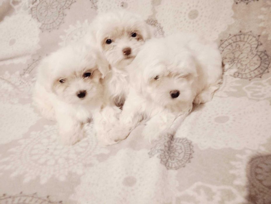 Bichon maltez fetițe