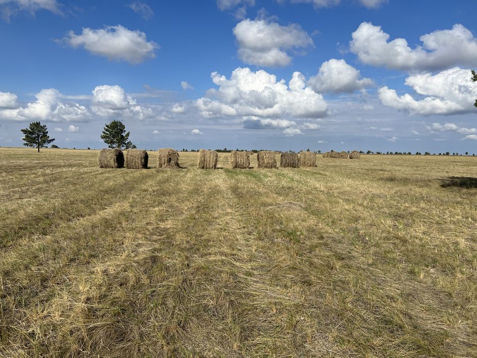 Продаю сено в рулонах разнотравье