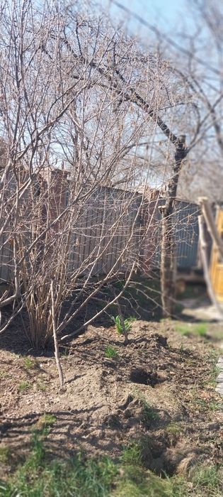 Саженцы из домашнего сада