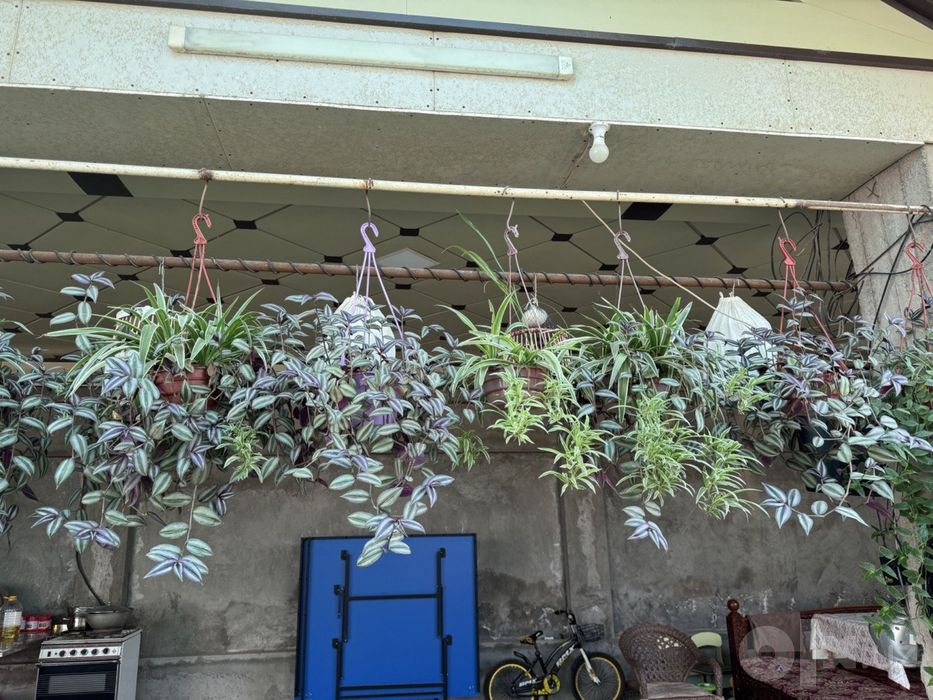 Традесканция соталади