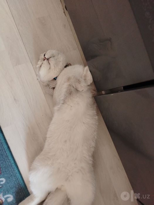 Продаётся Скотиш Фолд