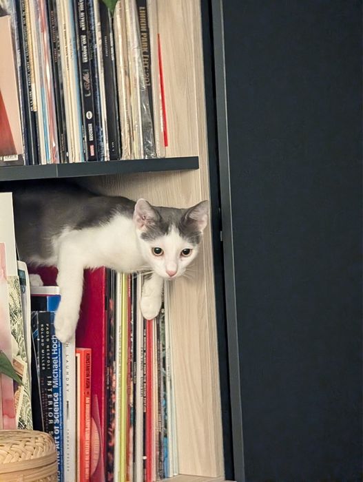 Motănel gri cu alb, 4-5 luni, foarte iubitor și jucăuș, vaccinat și deparazitat. Adopta-l pe Georgică!