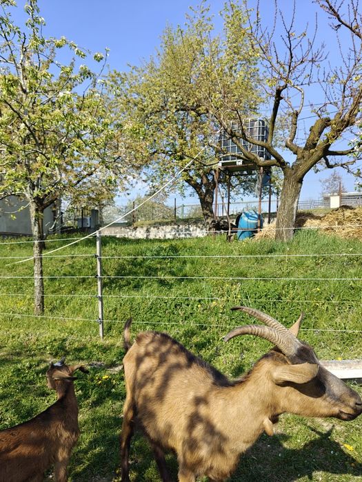 Vand capre alpina franceza