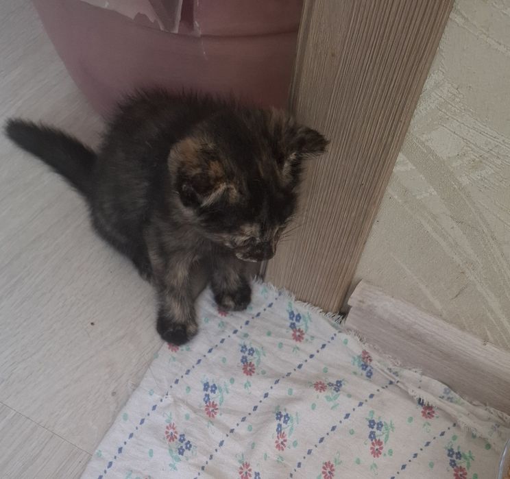 Отдам двухмесячную девочку