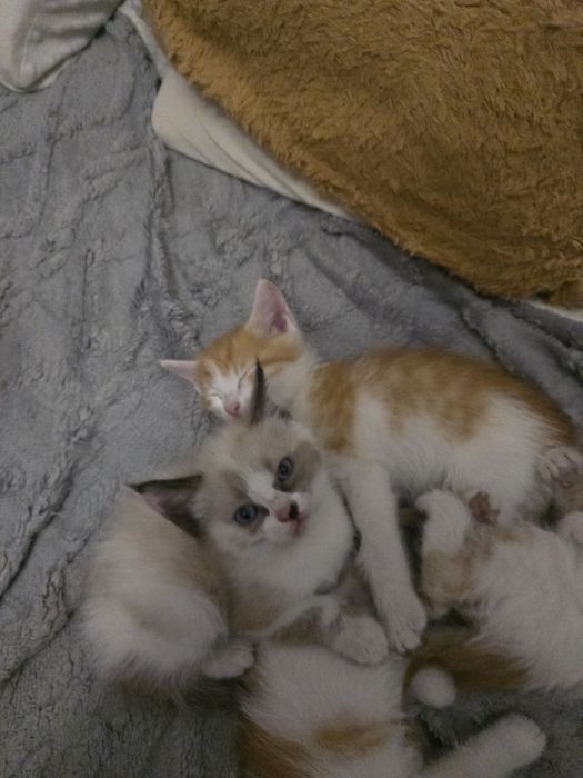Котята в добрые руки