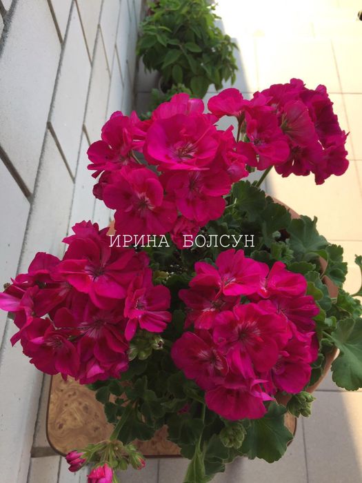 Пеларгония и глоксиния